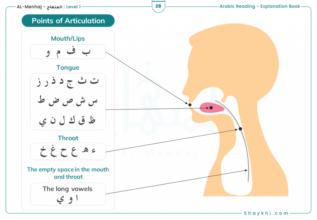 Points of articulation - Arabic Letters Alphabet