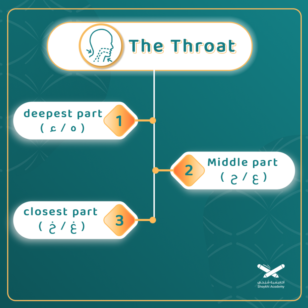 the throat