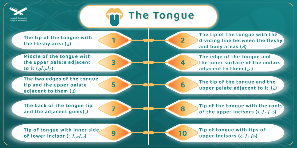 the tounge 1 1